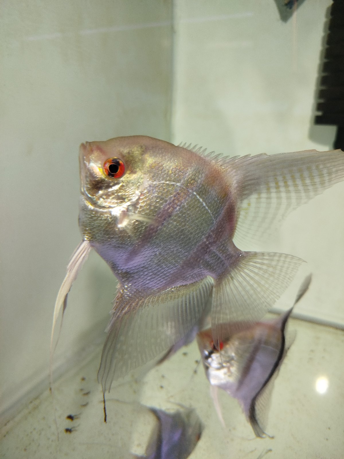 Pterophyllum Scalare Rio Negro