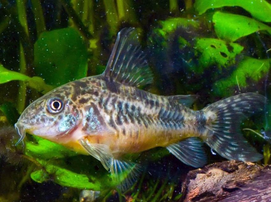 Pancéřníček skvrnitý - Corydoras paleatus