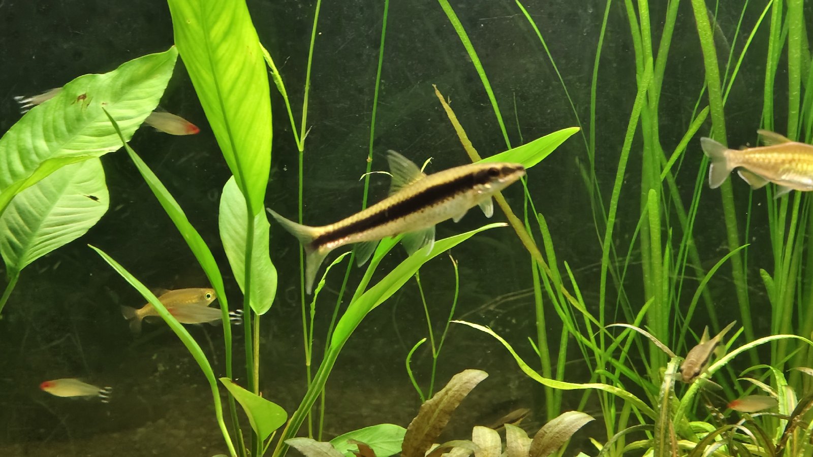 2-3 ks. Crossocheilus siamensis (Parmička černopruhá)