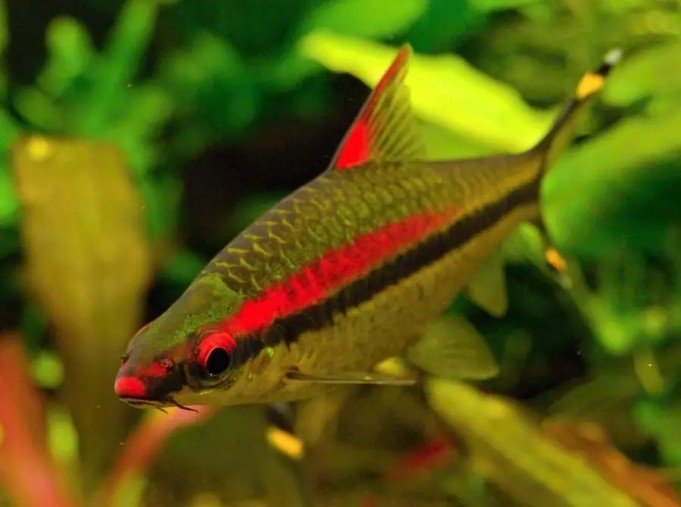 Parmičky Denisonovy