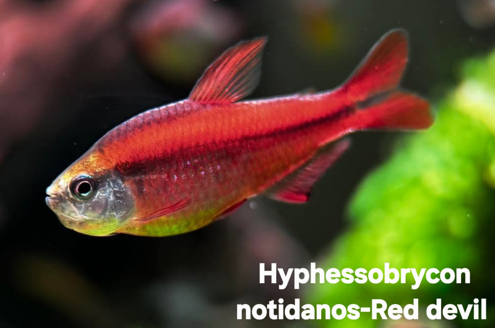 Hyphessobrycon notinadus red Devil