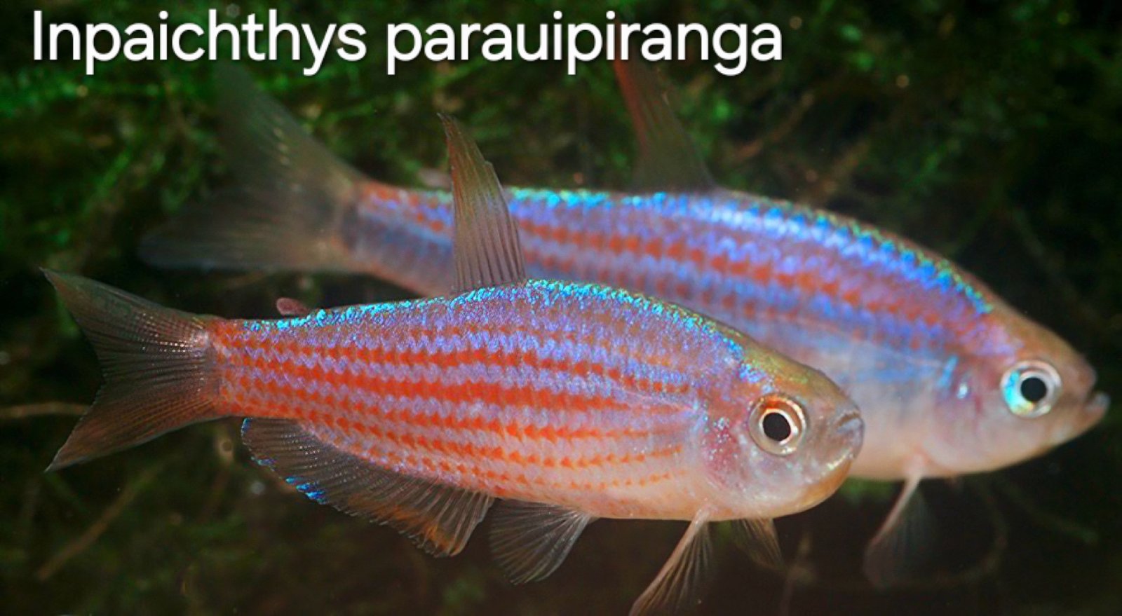 Novinka- Inpaichthys parauipiranga