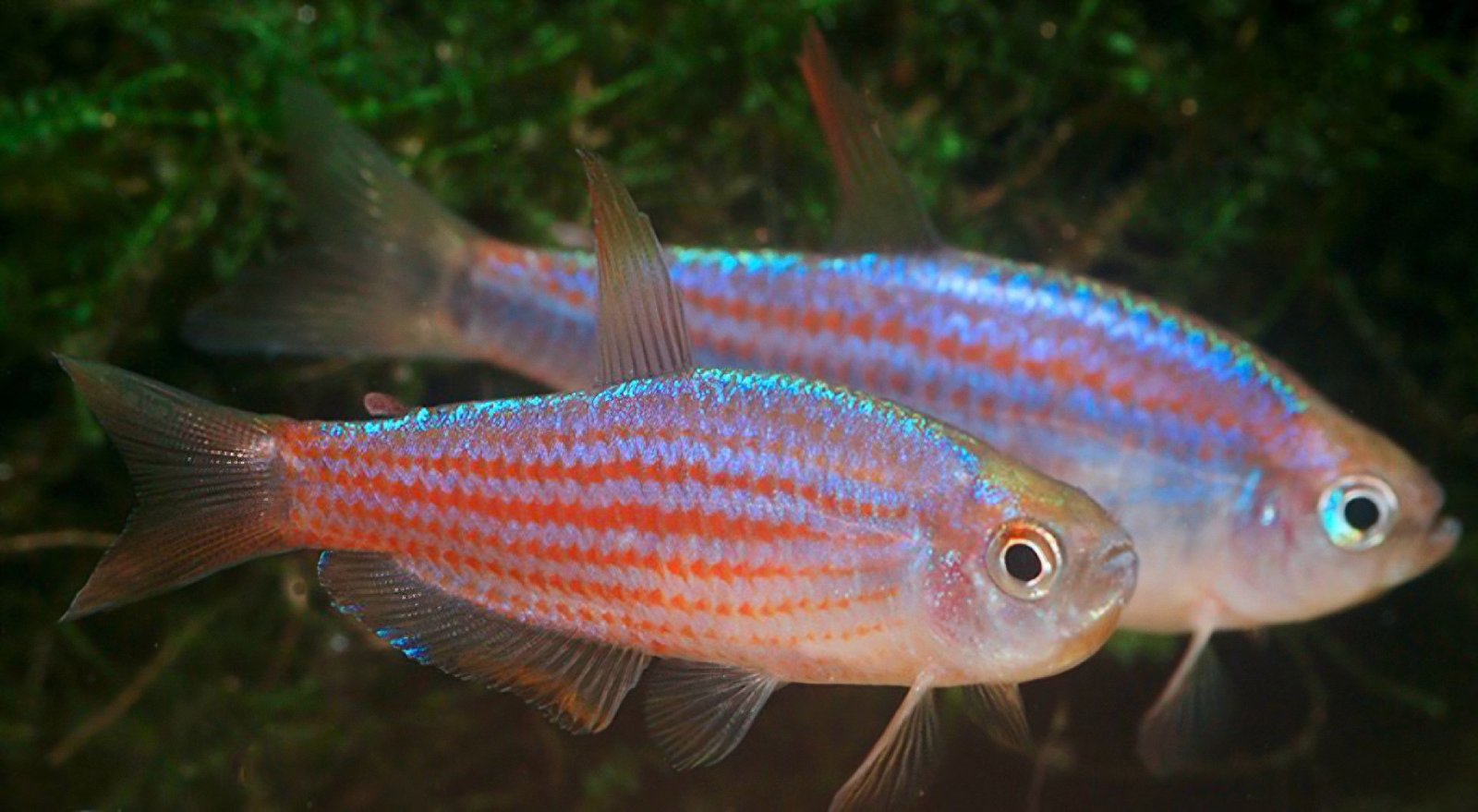 Novinka - Inpaichthys parauipiranga
