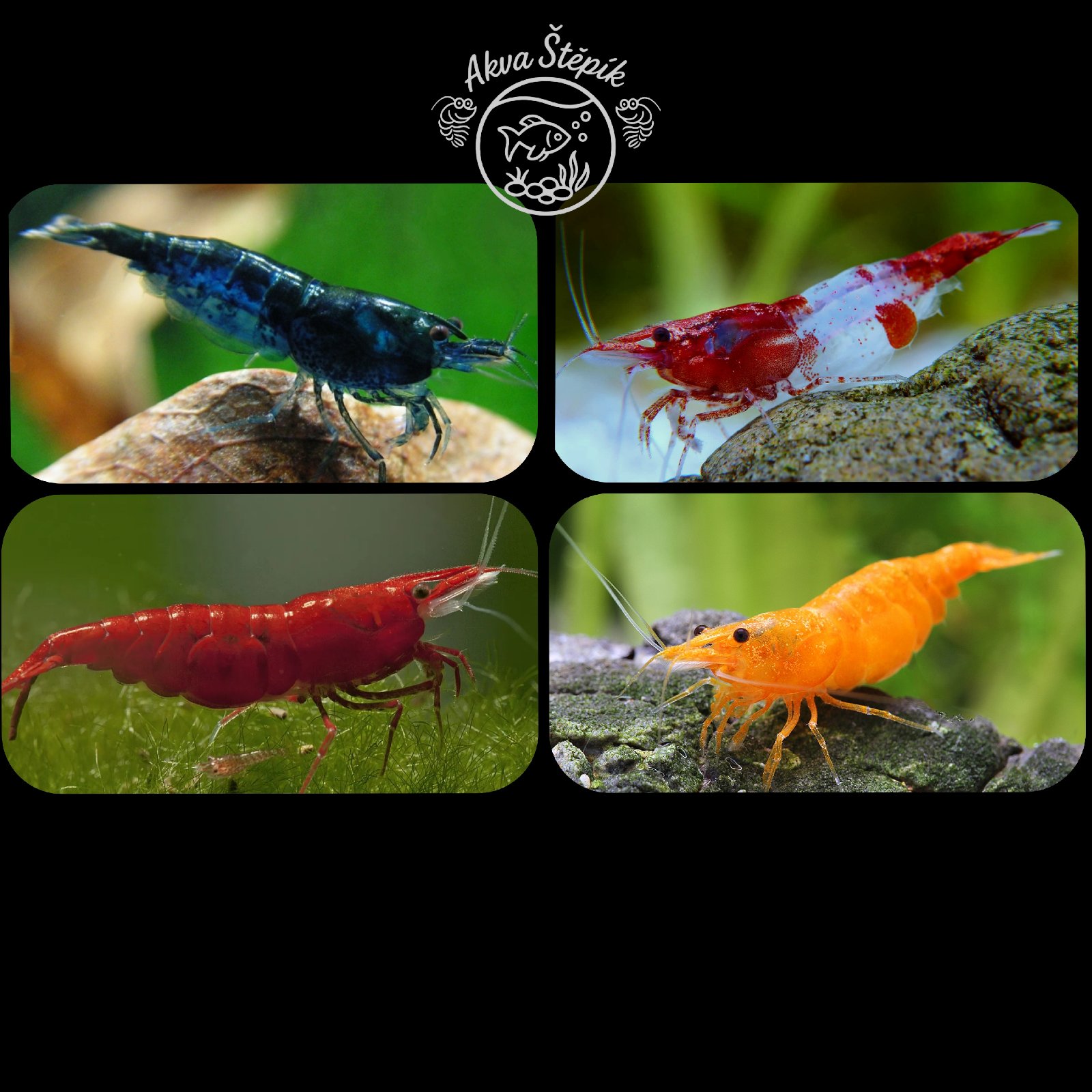 Vše pro krevetky a rybky