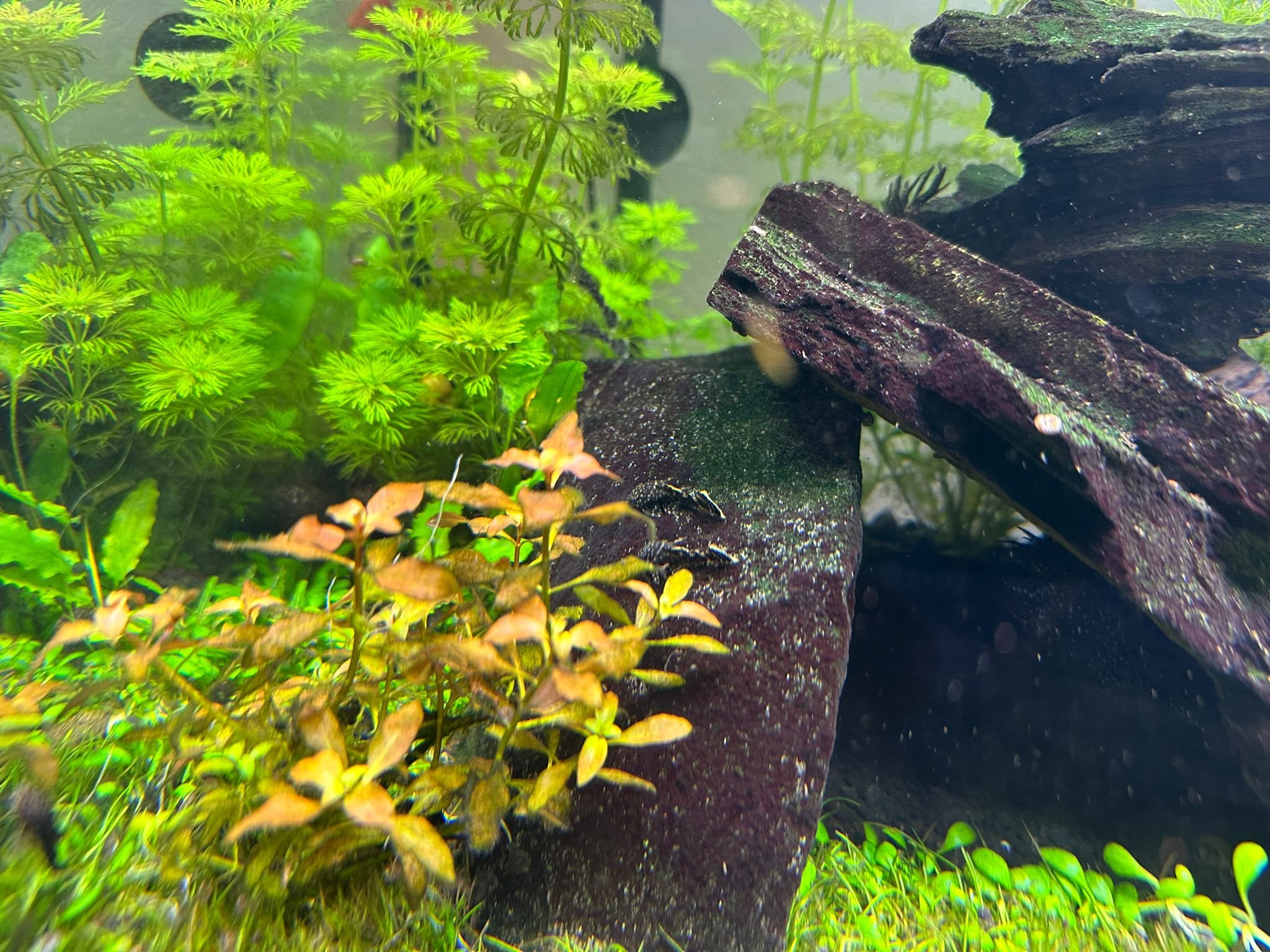 Akvarijní ryby - Ancistrus, Živorodka Duhová