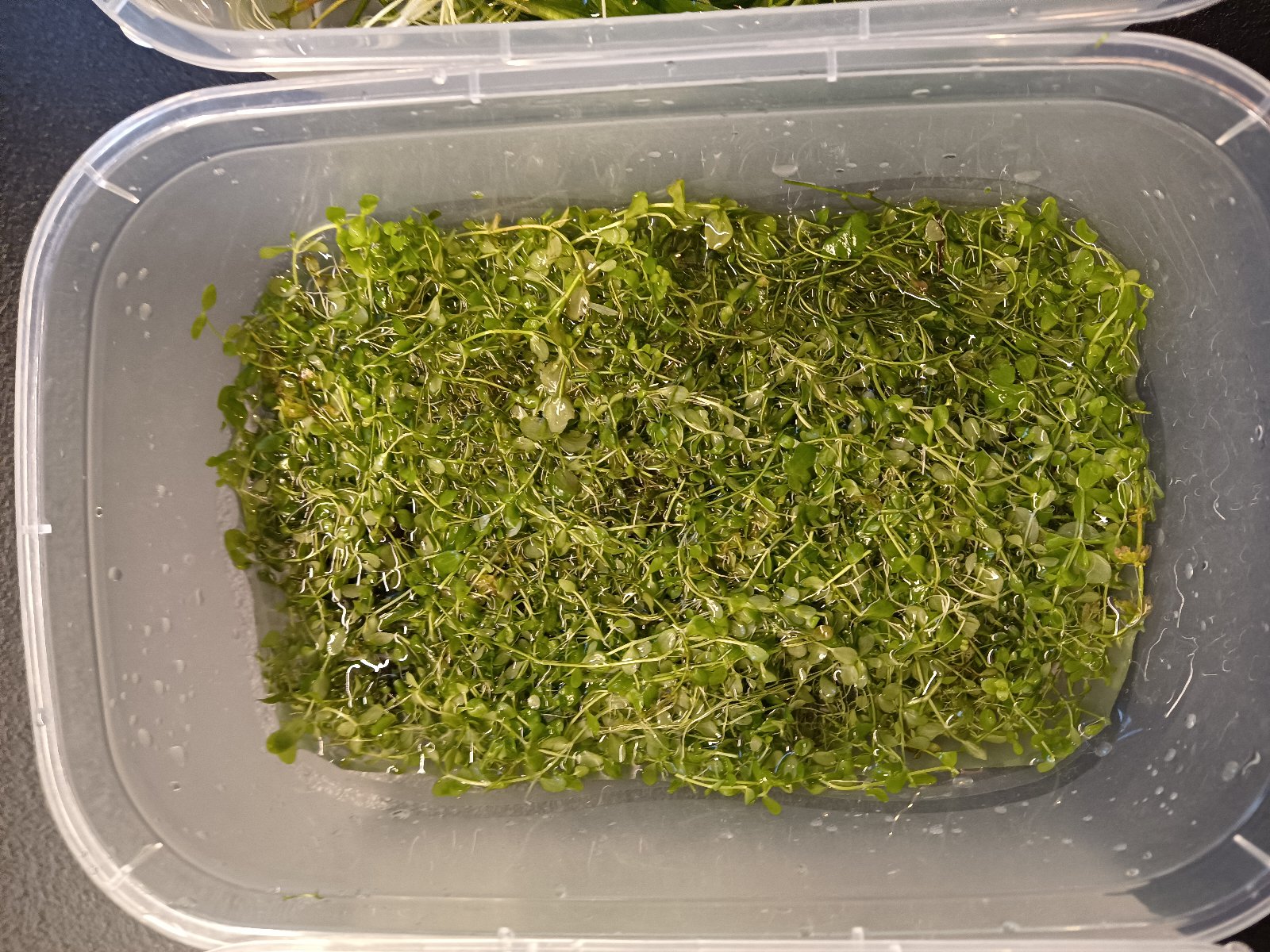 Micranthemum Monte Carlo