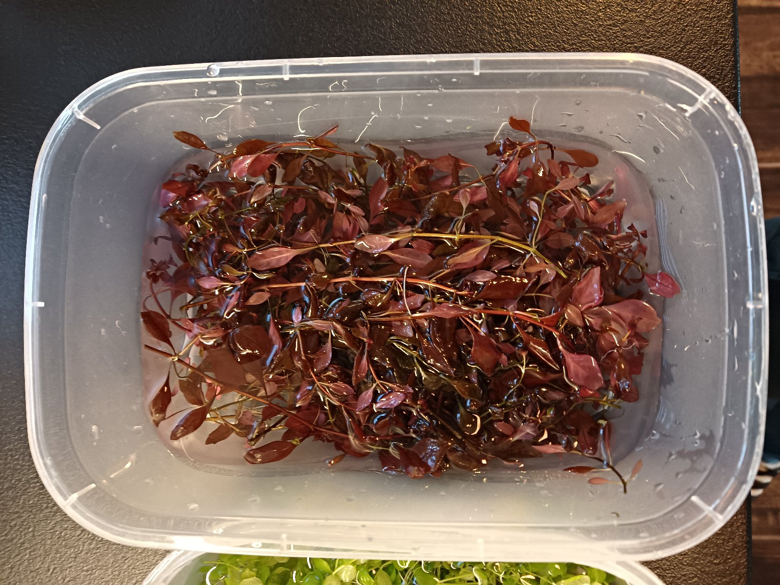 Ludwigia Super Red mini