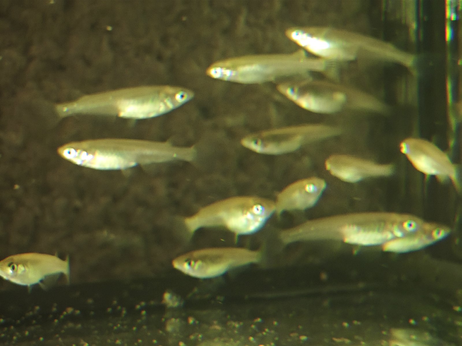 Medaka japonská - přírodní forma Yonago