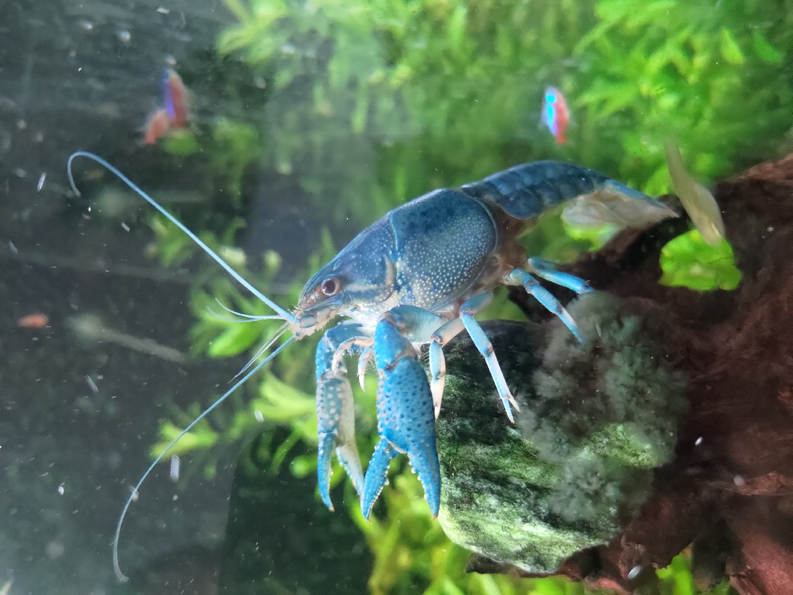 Florida crab