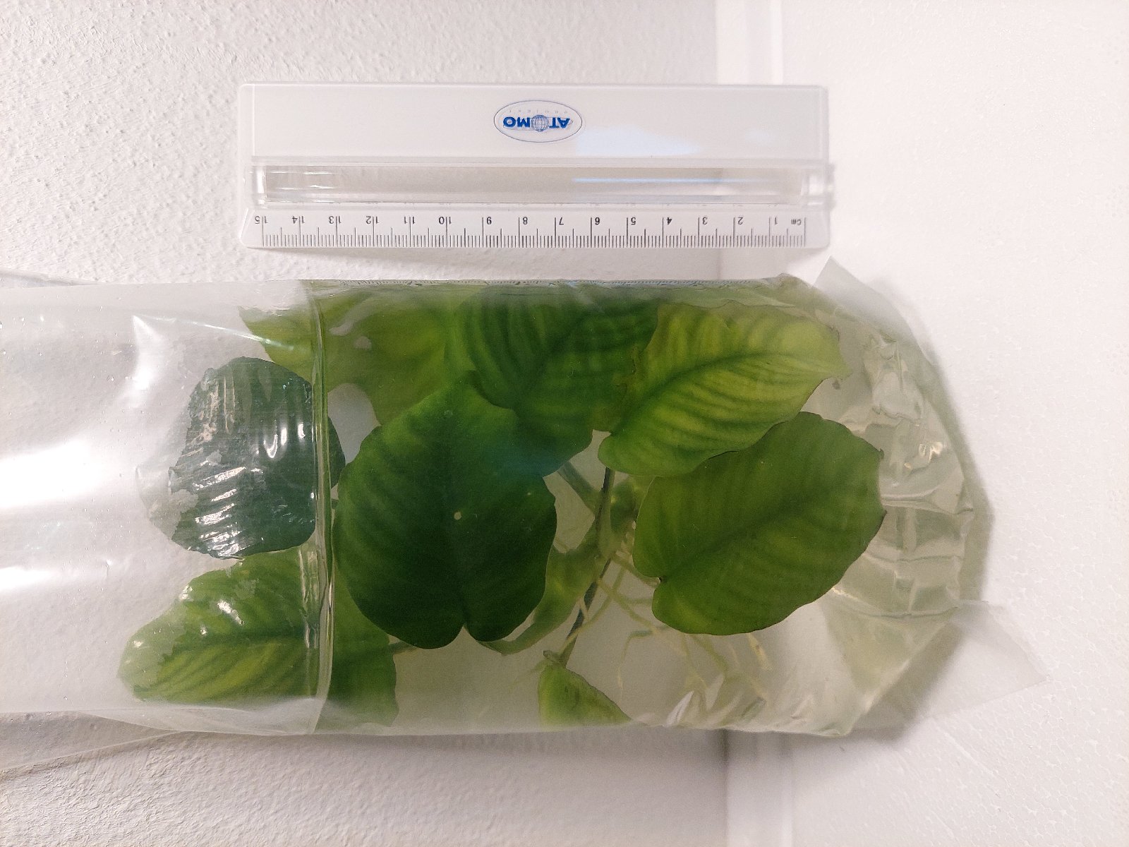 Anubias barteri