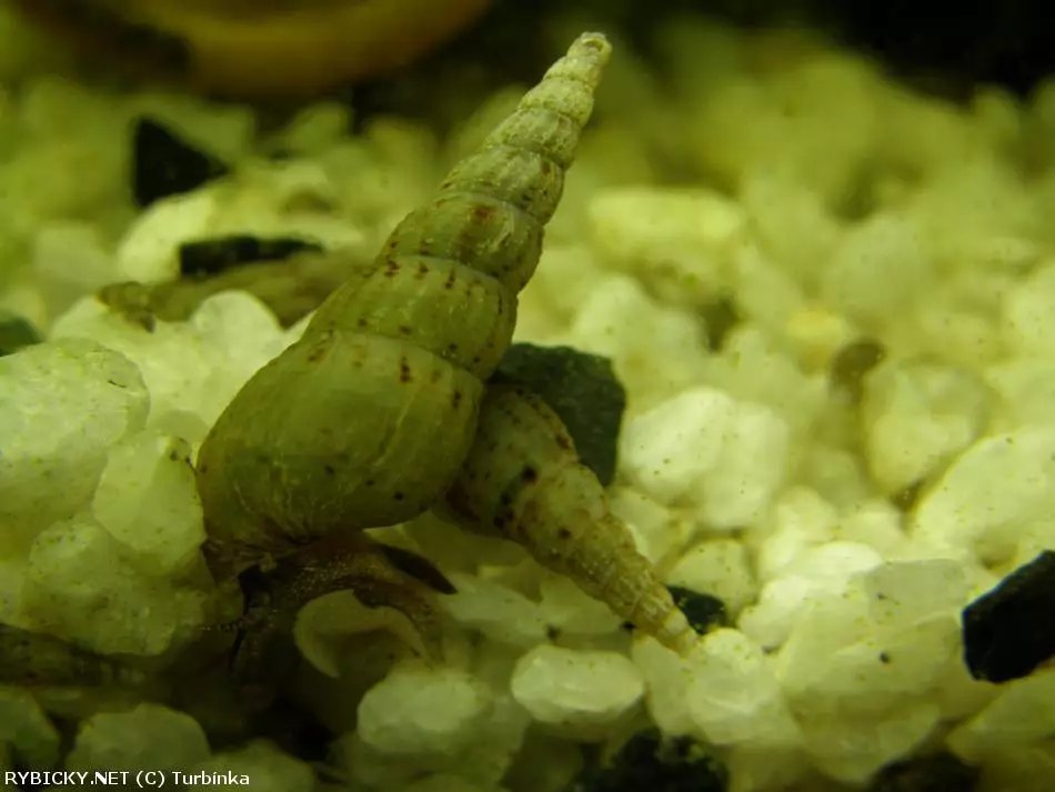 Piskořka  Věžovitá