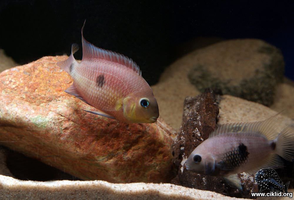 Amatitlania septemfasciatus