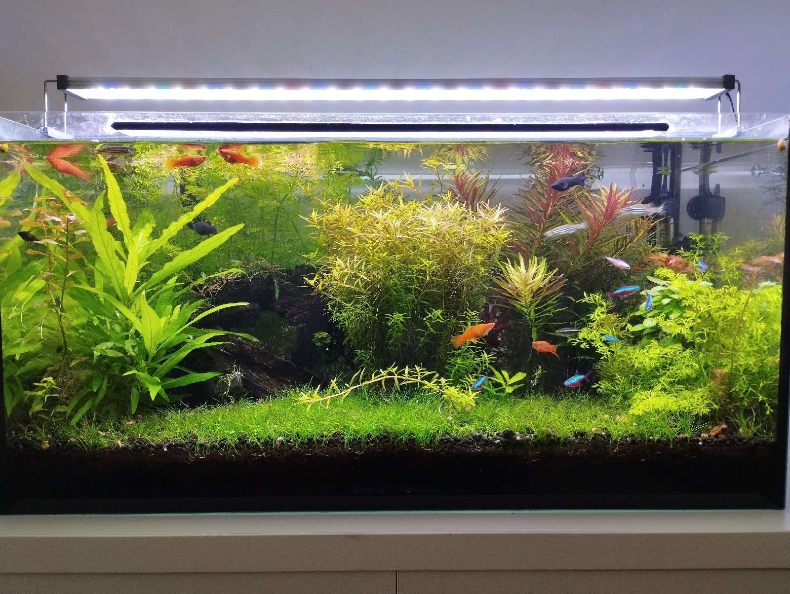 Akvarijní Rostliny prostříh - mix