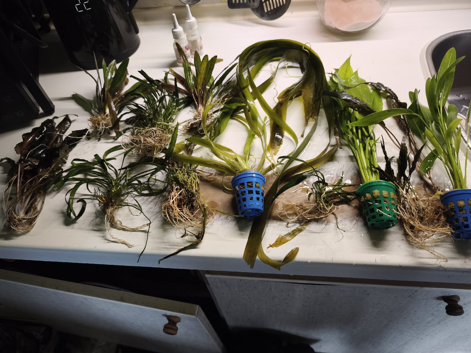 Cryptocoryne a  echinodory