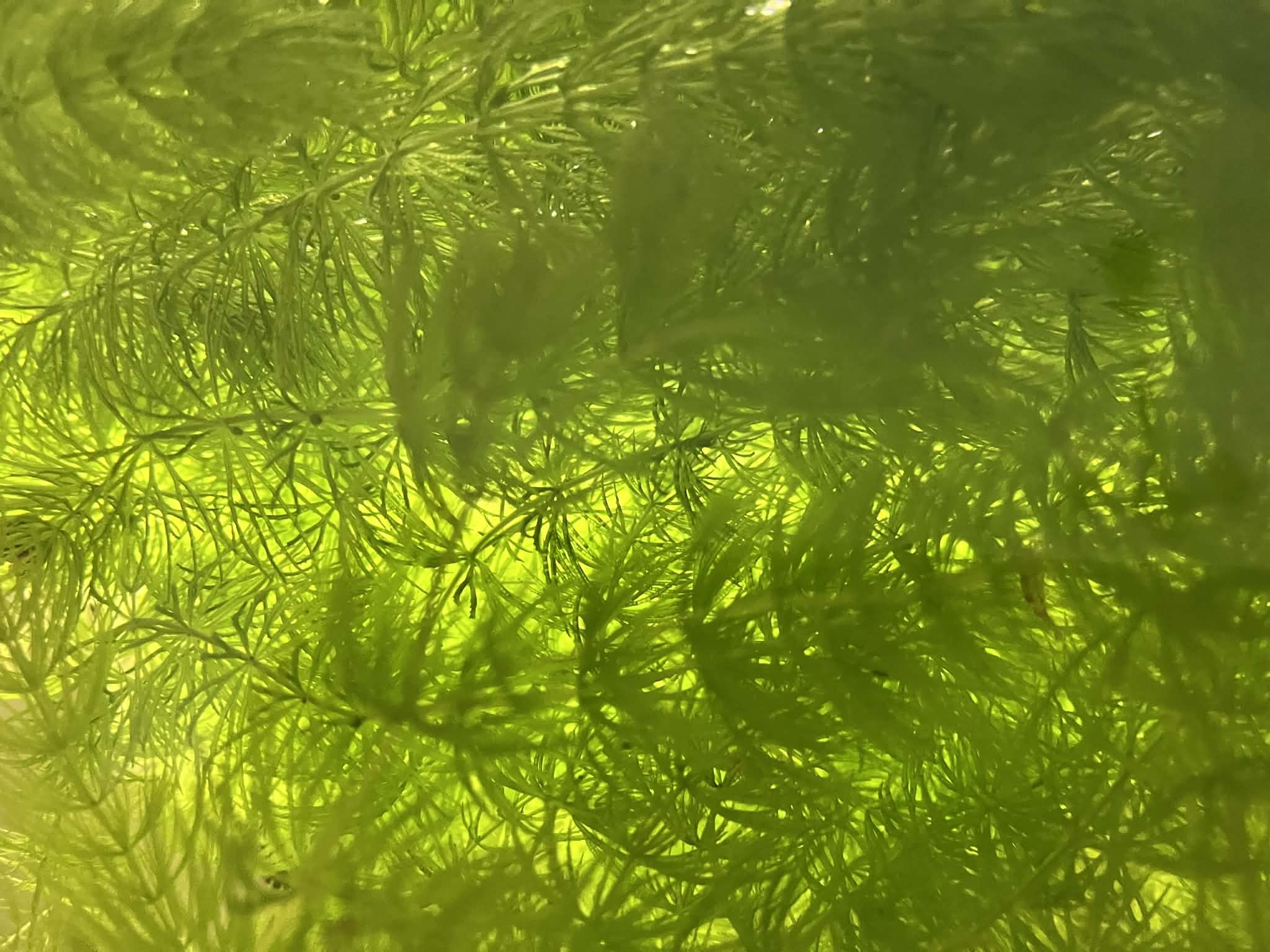 Růžkatec ponořený