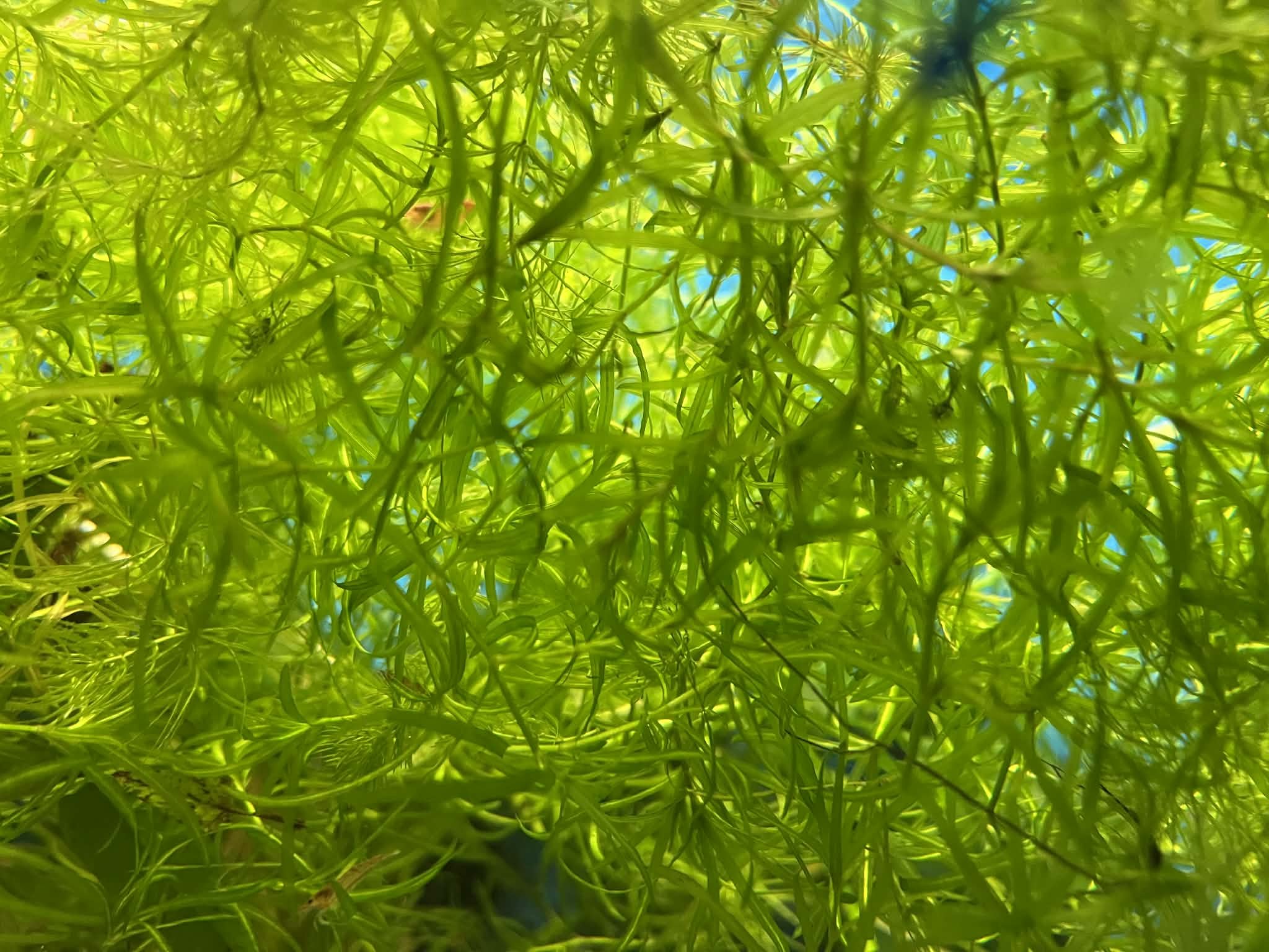 Řečanka Guadeloupe