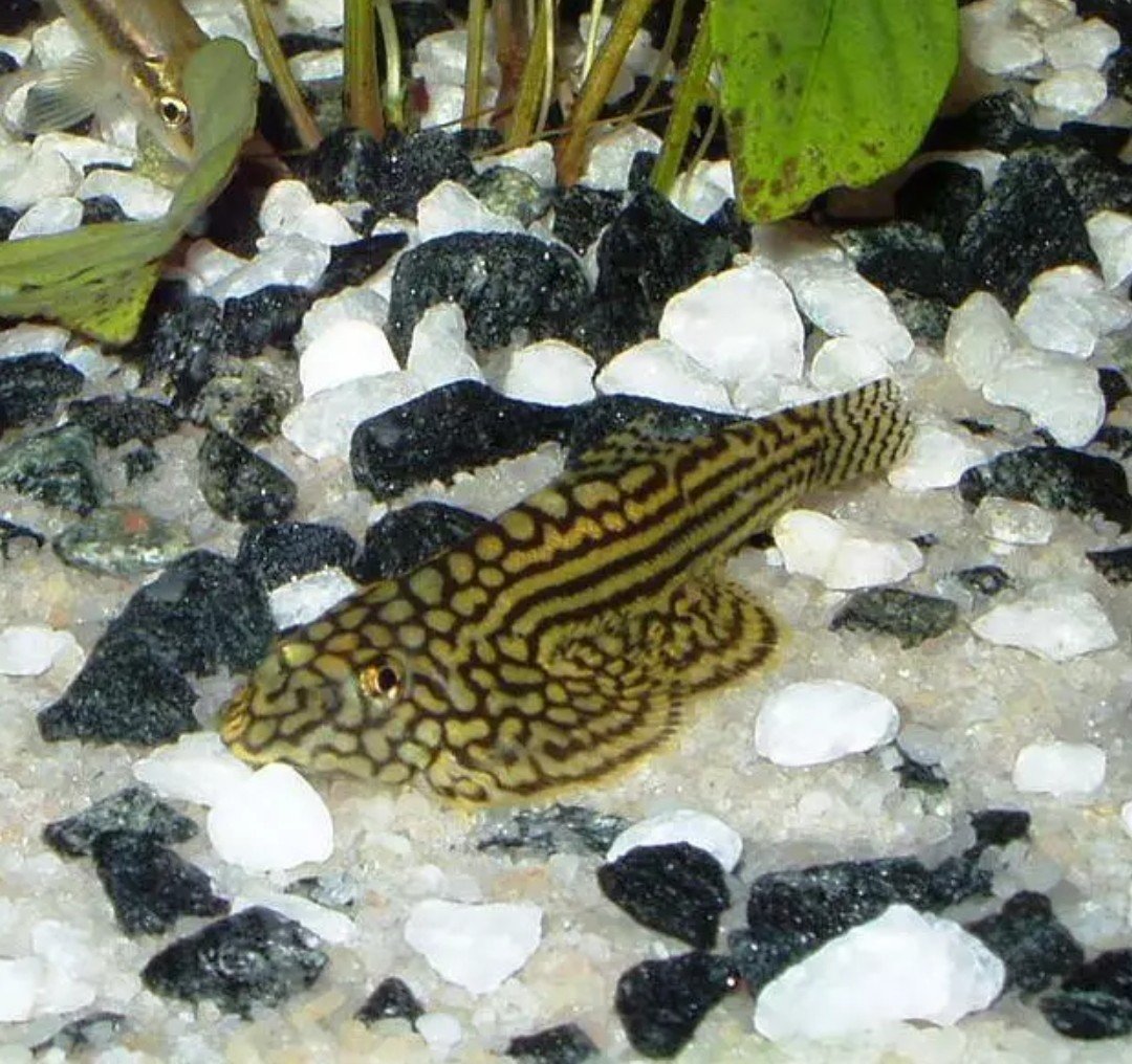 Sevelie pruhovaná  Sewellia lineolata