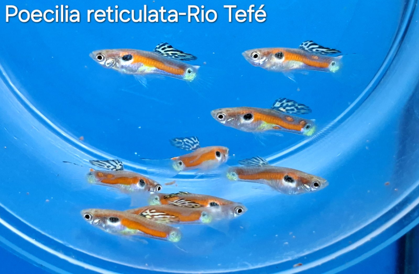 Poecilia reticulata  - Rio Tefé
