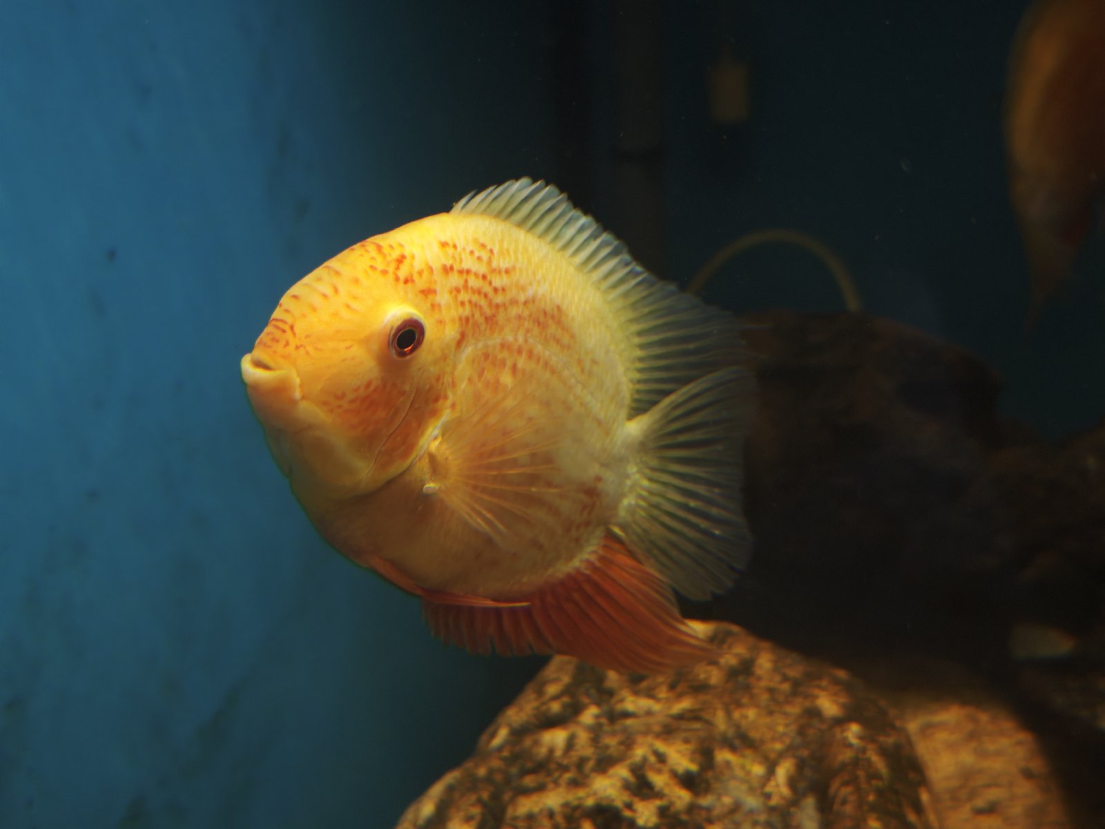 Heros severum red spotted