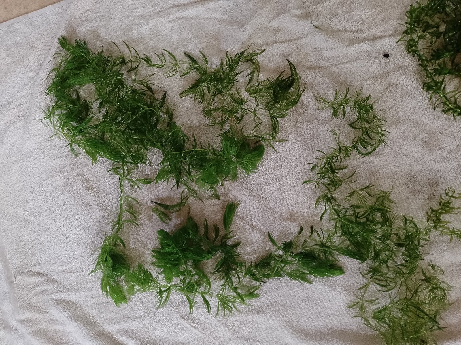 Přebytek plovoucích rostlin bez CO2