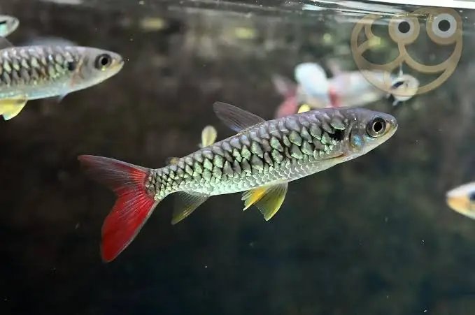 Chalceus, Tetra Velkošupinata