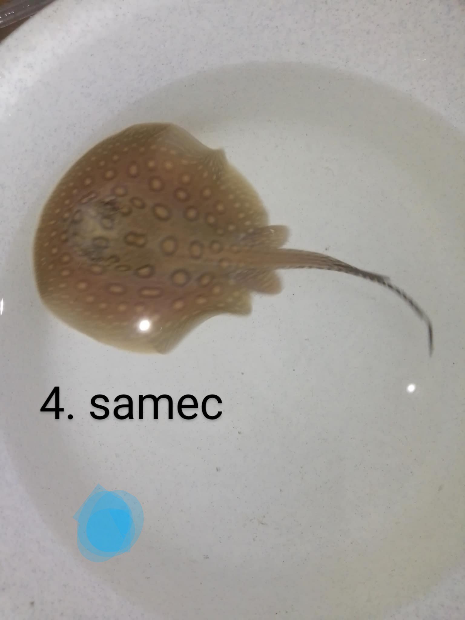 Potamotrygon motoro mini royal marbled