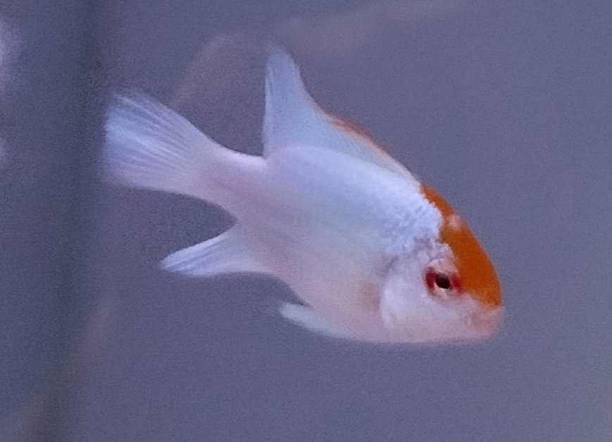 Mikrogeophagus ramirezi