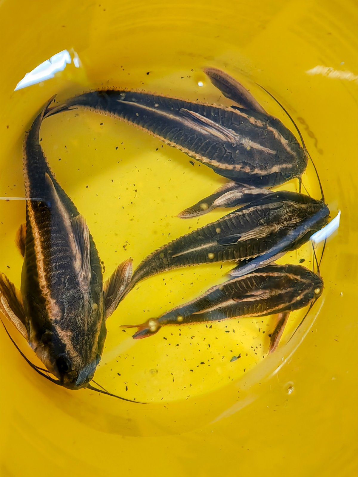 Trnovec bělopruhý 16-22cm 4ks