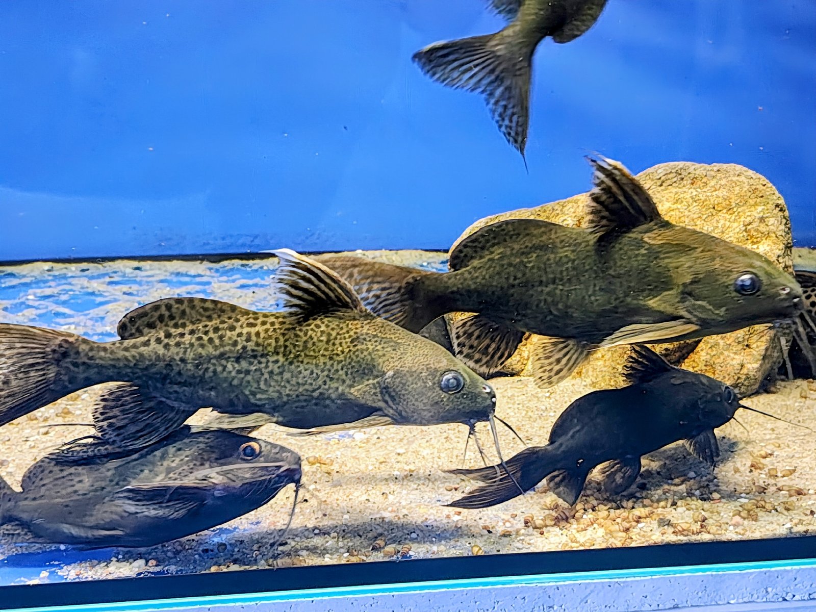 Peřovec skvrnitý 18-25cm 10ks