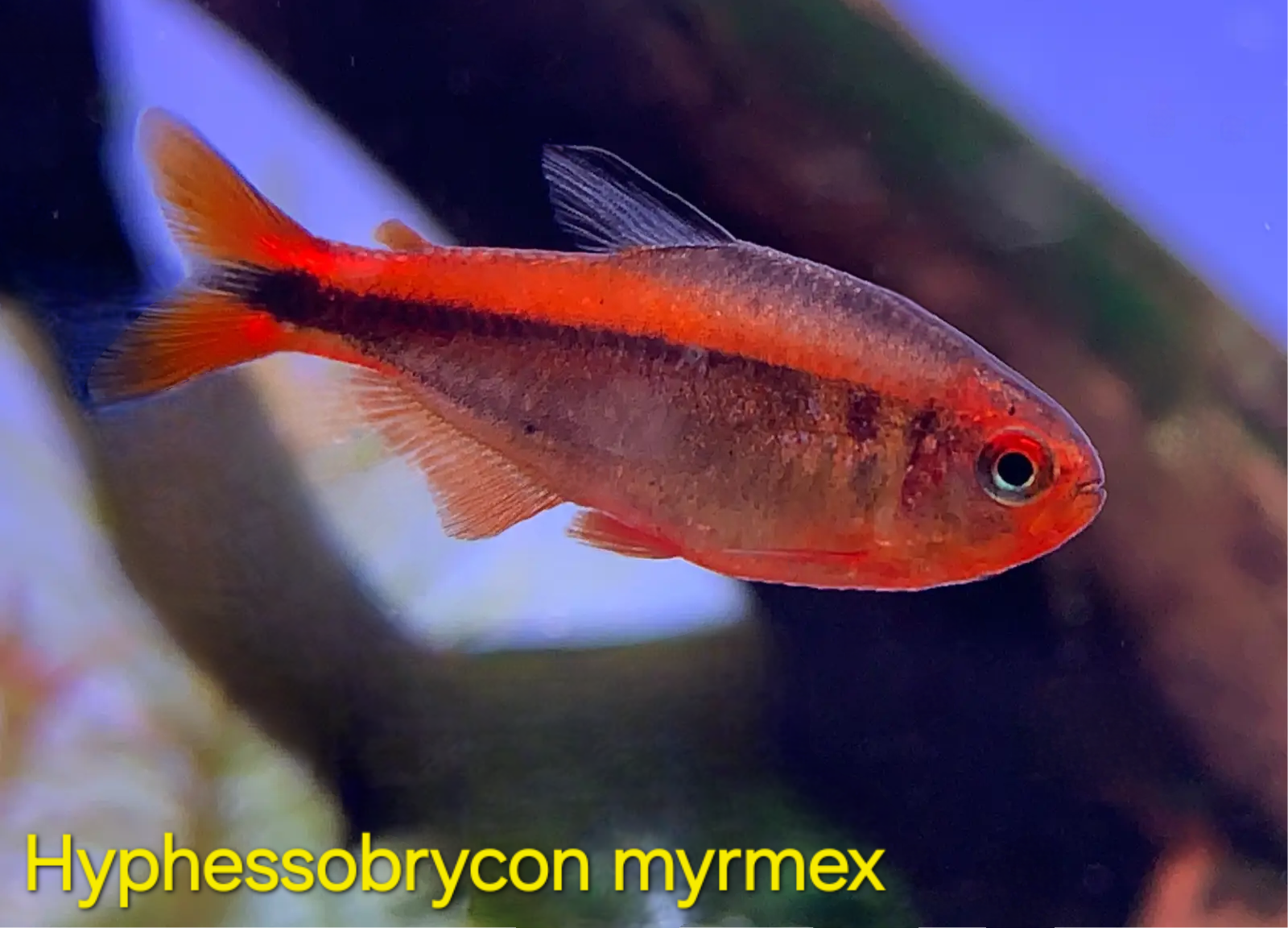 Hyphessobrycon myrmex