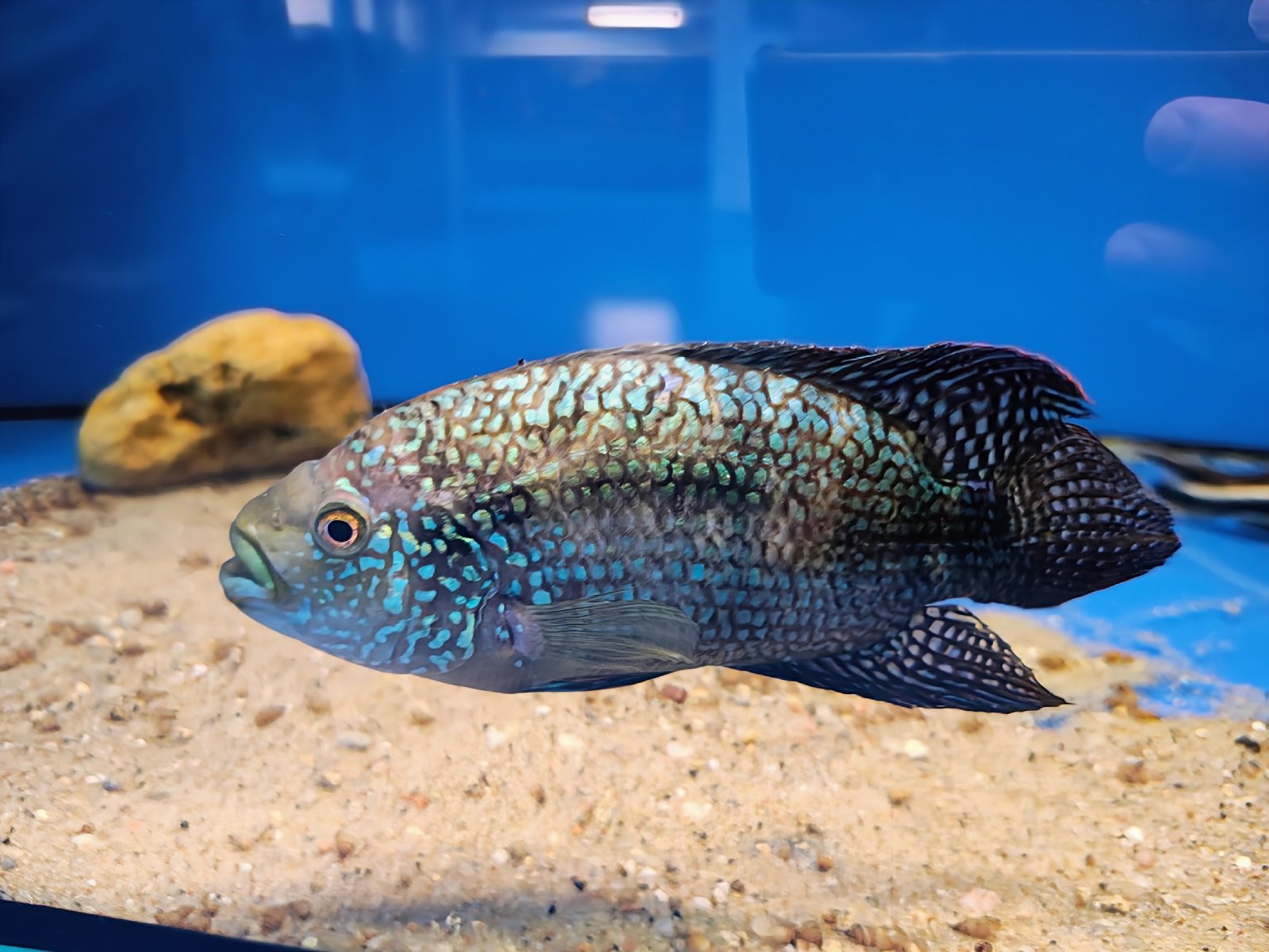 Kančík perleťový +/- 18cm ZDARMA