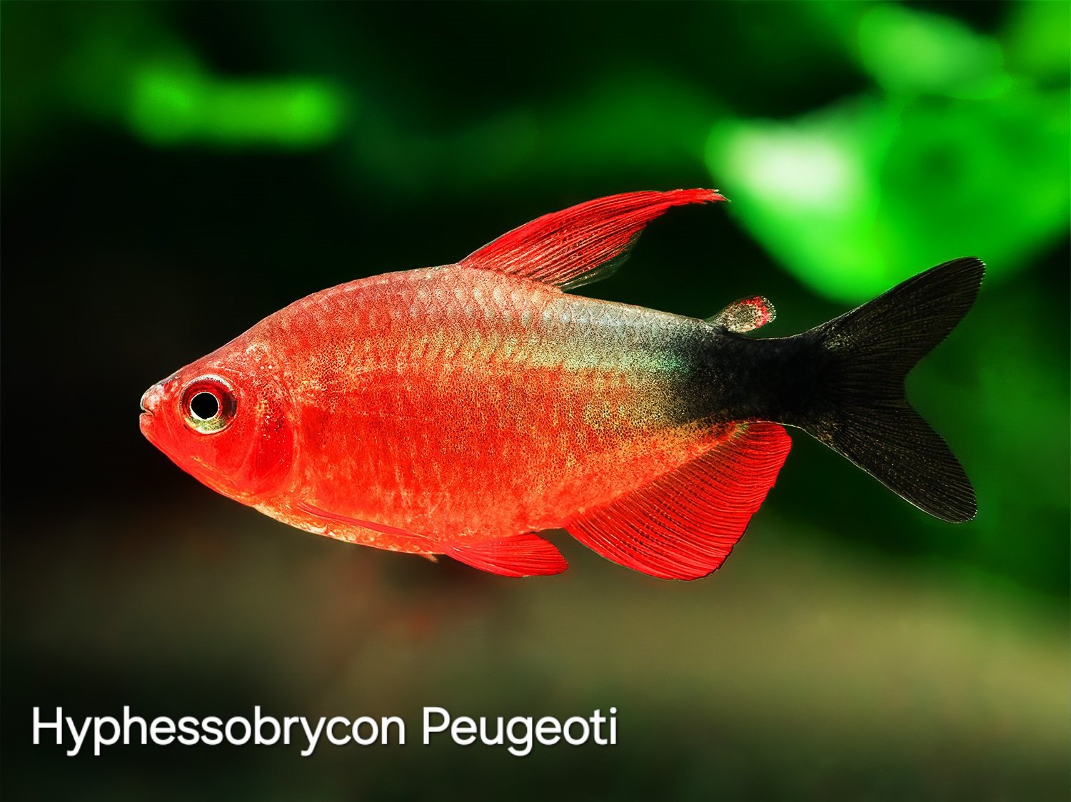 Hyphessobrycon Peugeoti