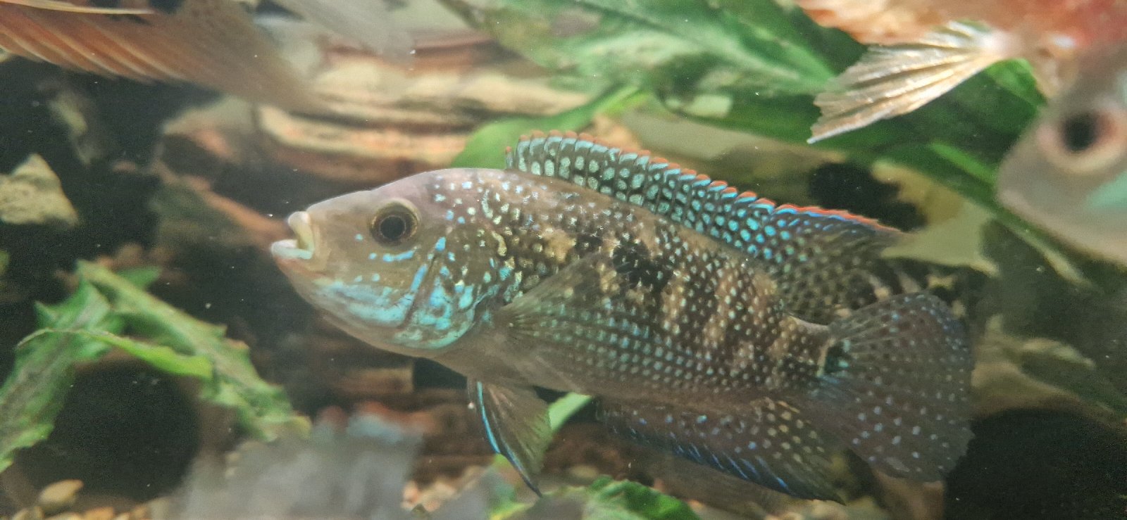 Pearl cichlid