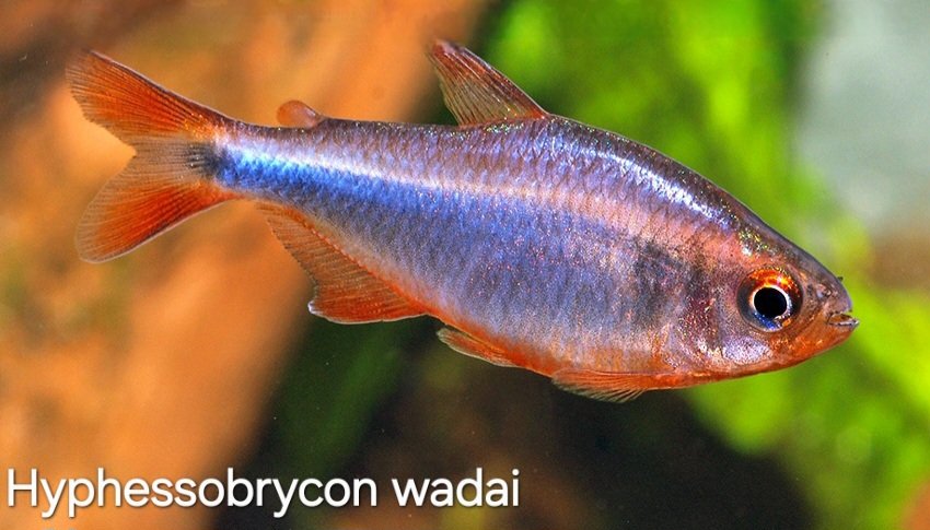Hyphessobrycon wadai