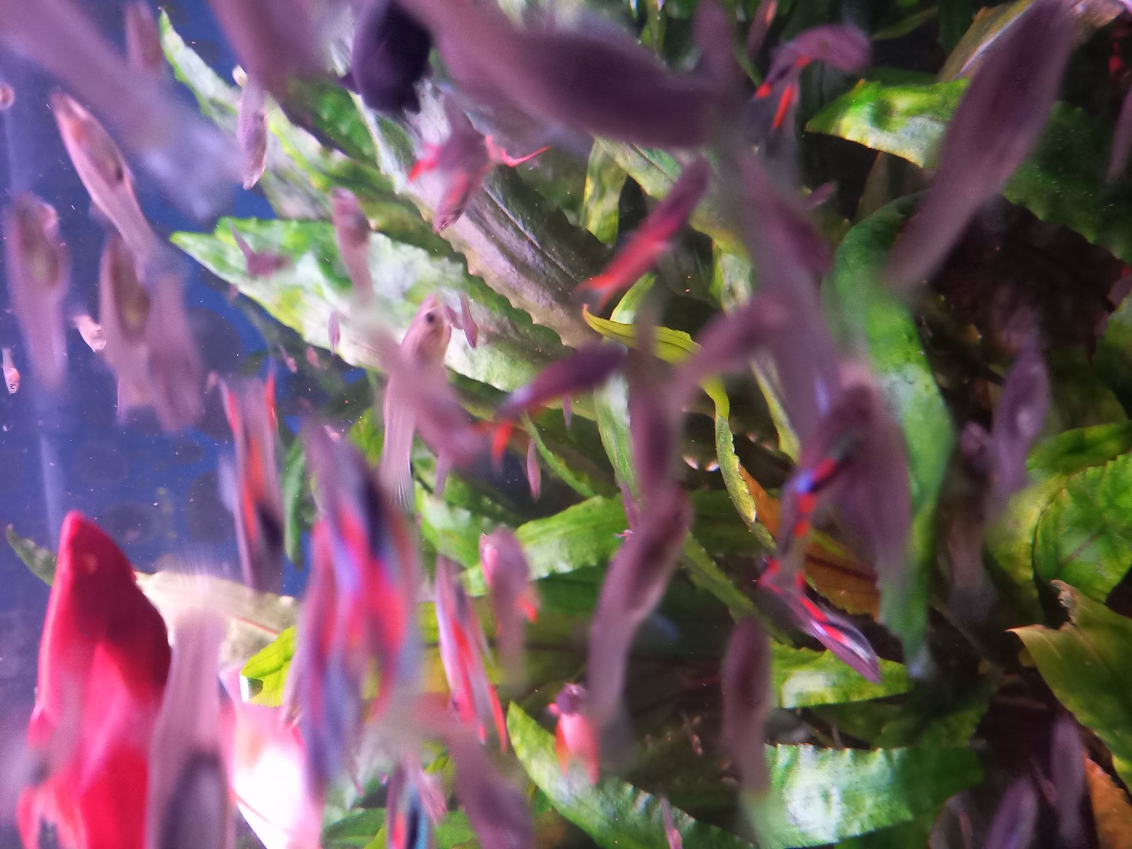 Nabízím Endlerky zdravé vitální