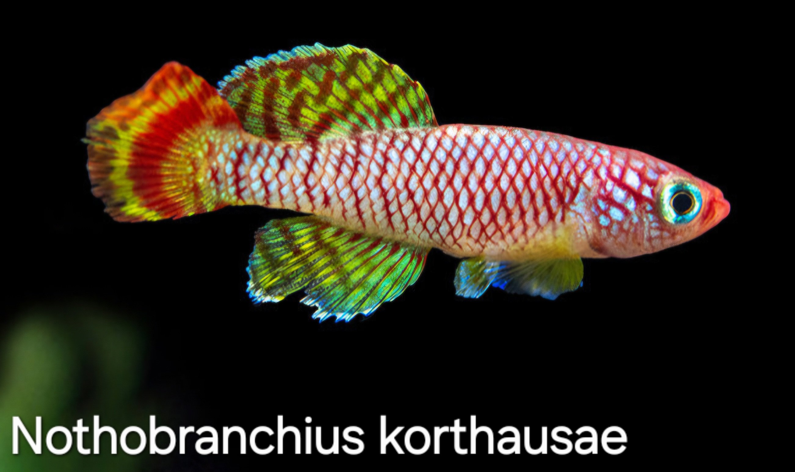 Nothobranchius korthausae-yellow.