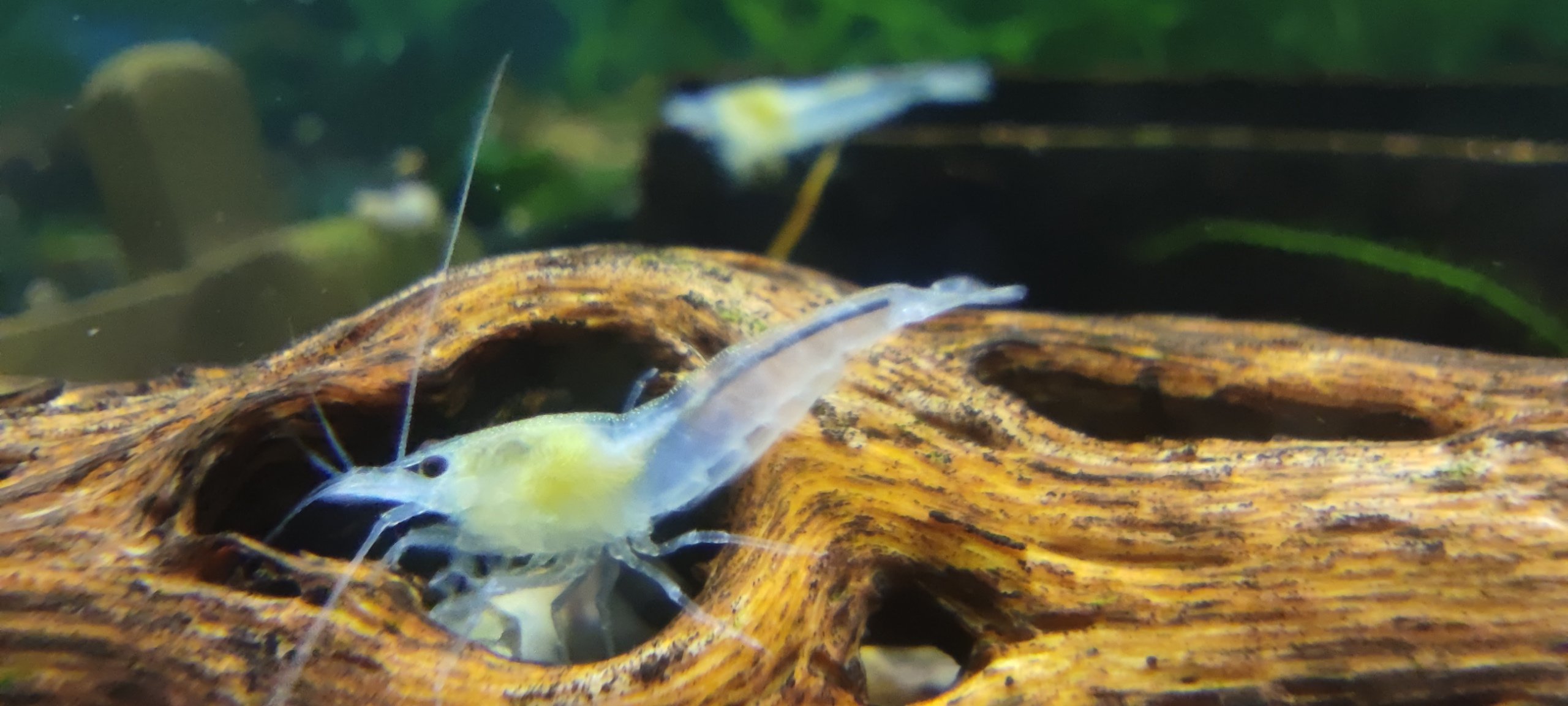 Neocaridina palmata var. "White Pearl"