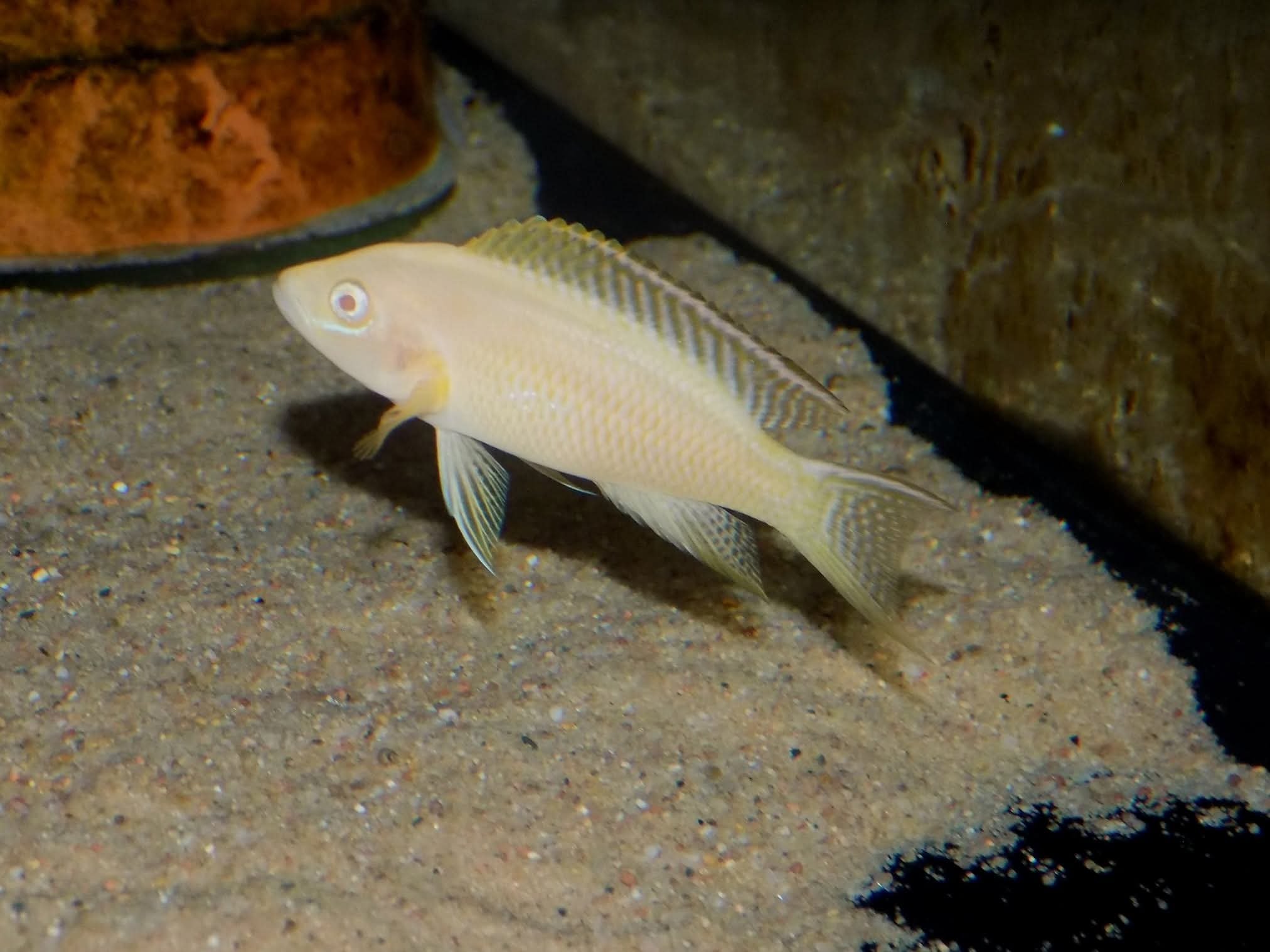 Neolamprologus walteri Albino