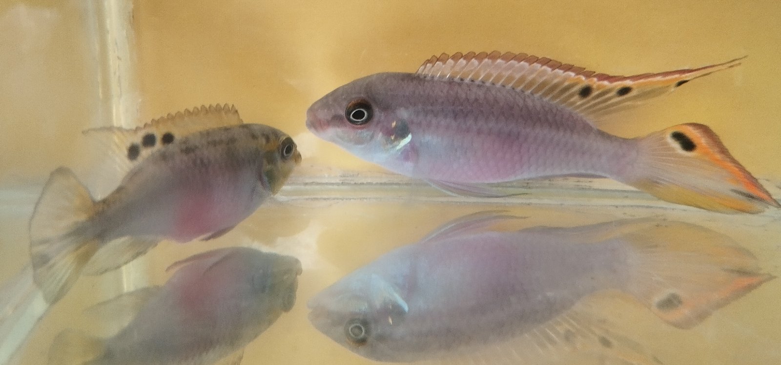 Pestřenec červený