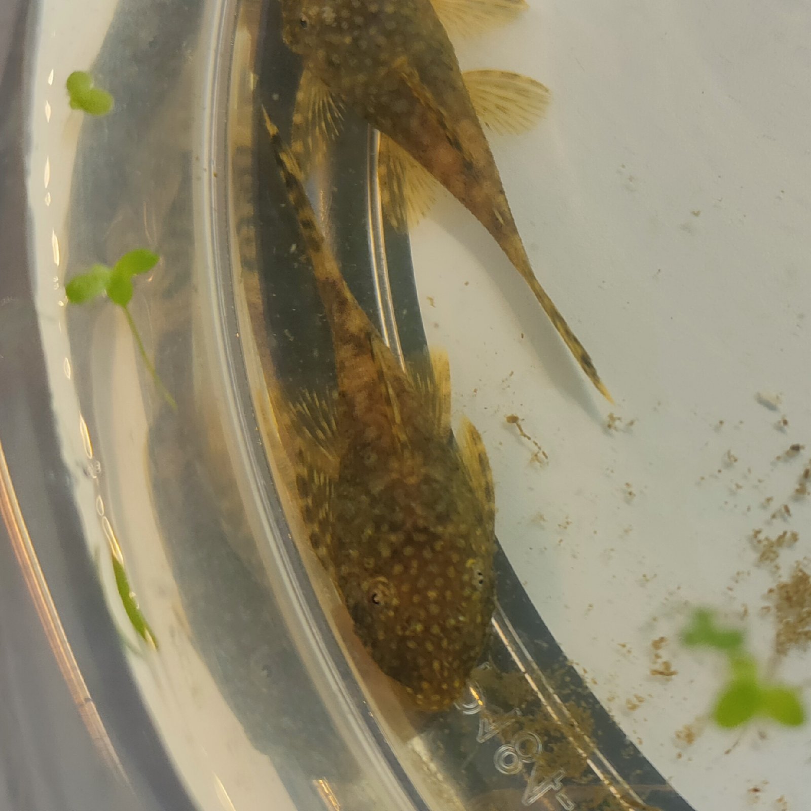 Daruji ancitrusy 1-2 cm