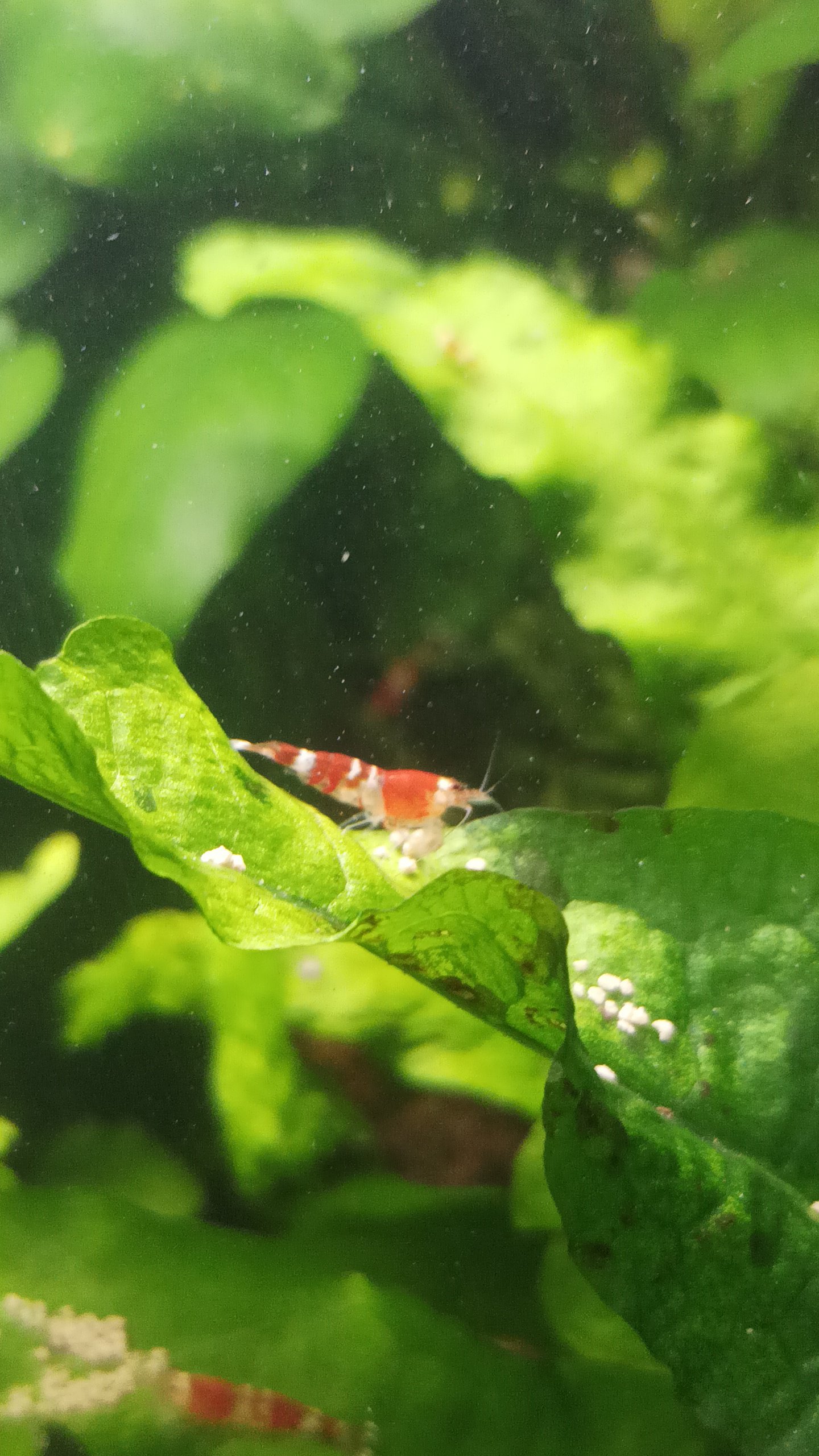 Krevety caridina red Crystal