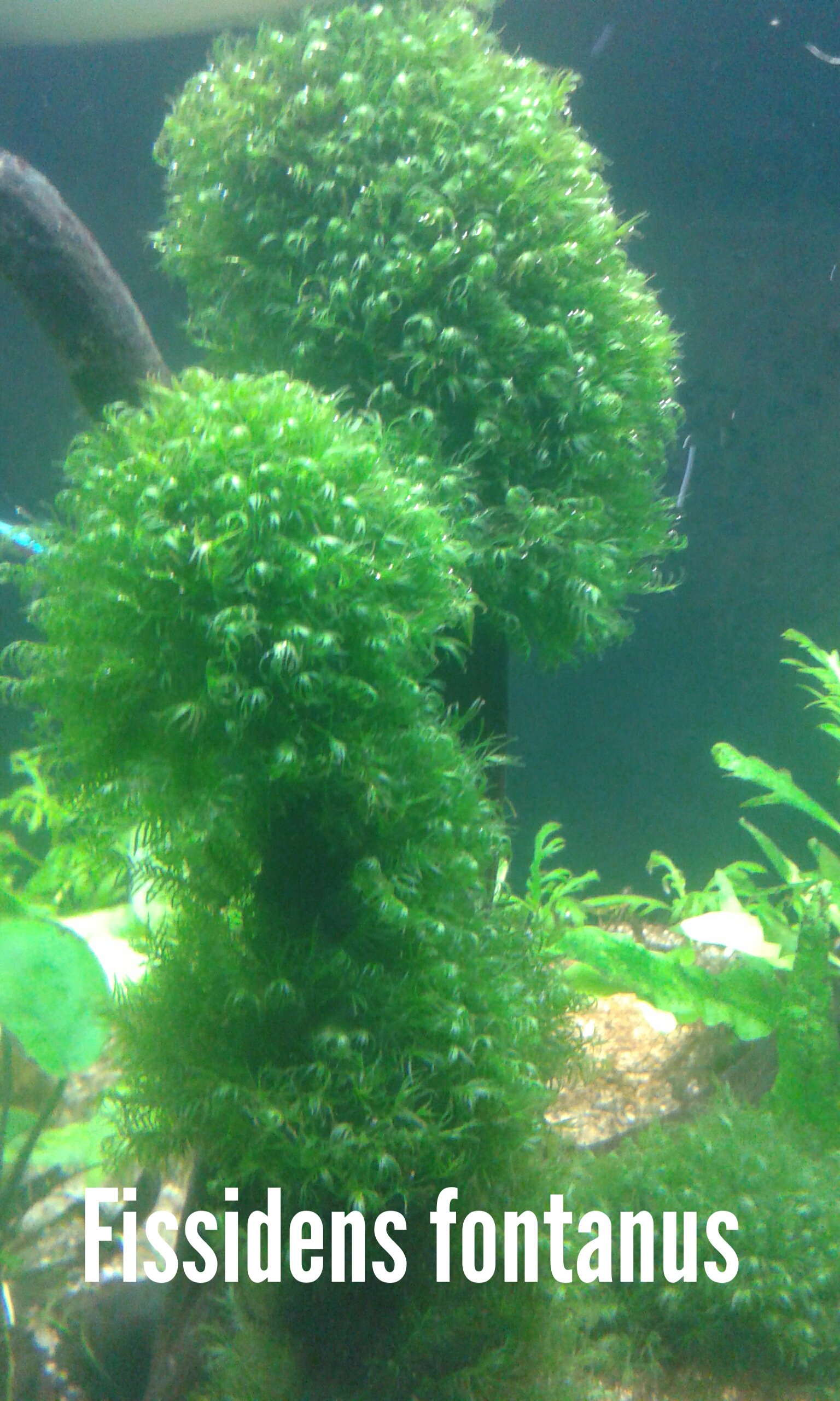 Rostliny s prostřihu