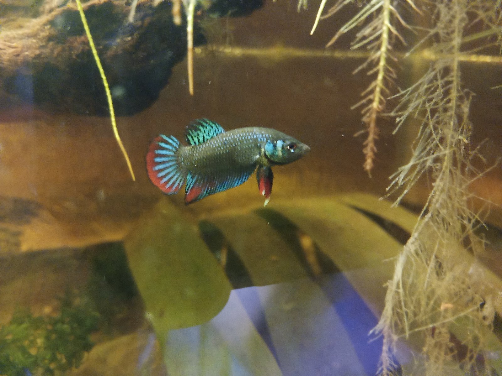 BETTA siamorientalis