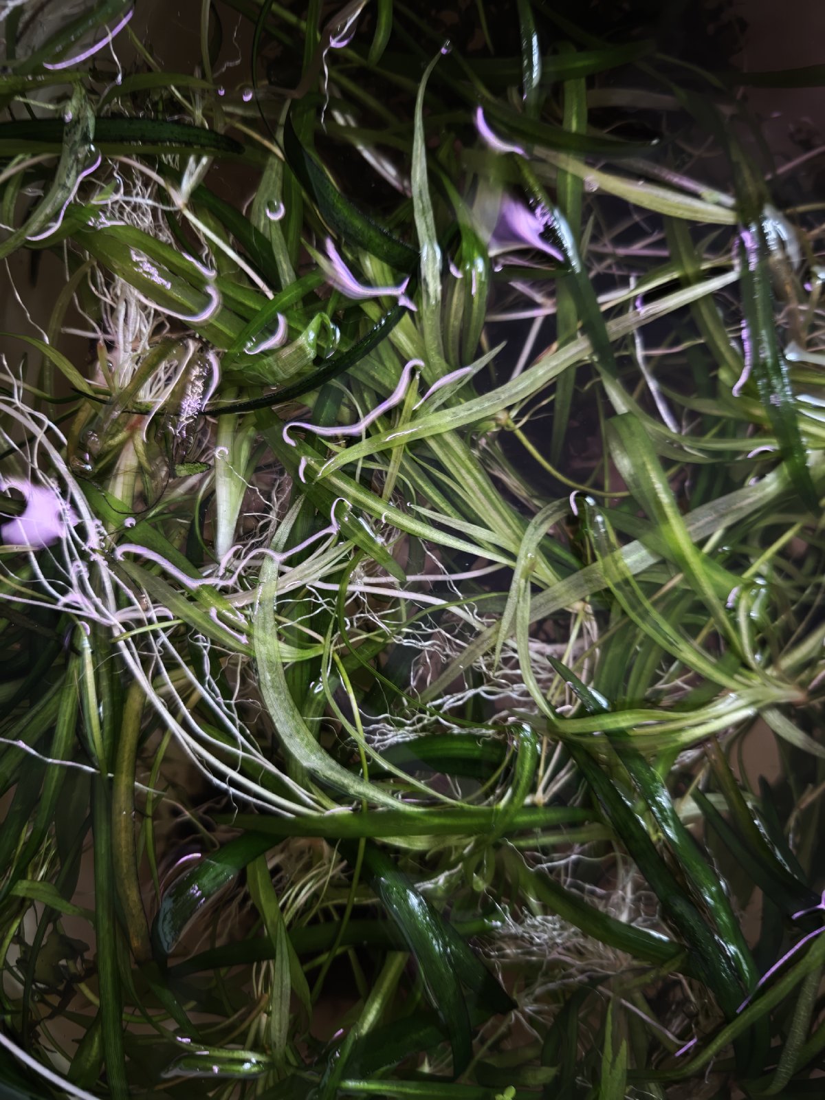 Echinodor odnožující a valisneria spiralis