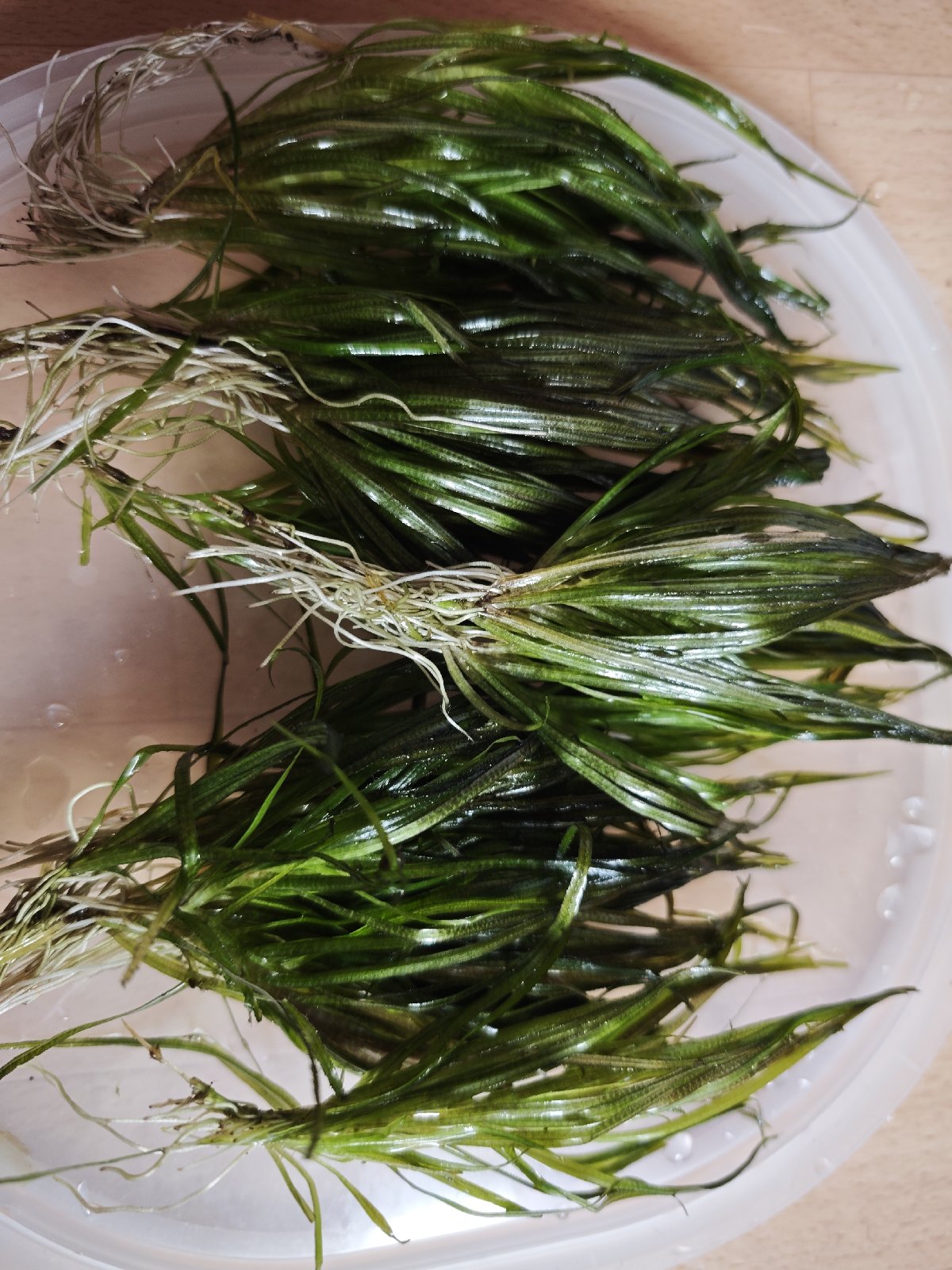 Blyxa japonica