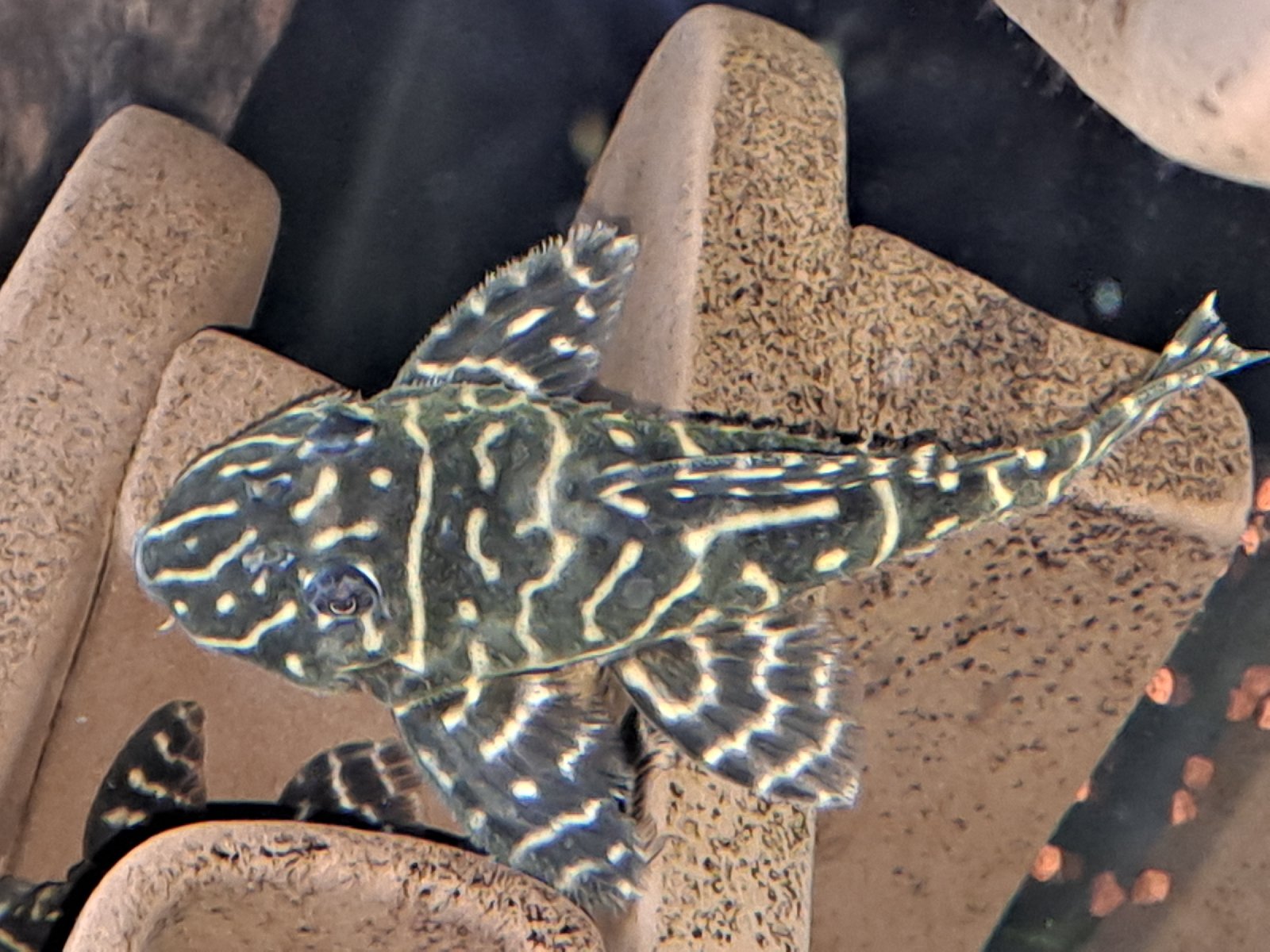 SUMEC L129 - Hypancistrus debilitera