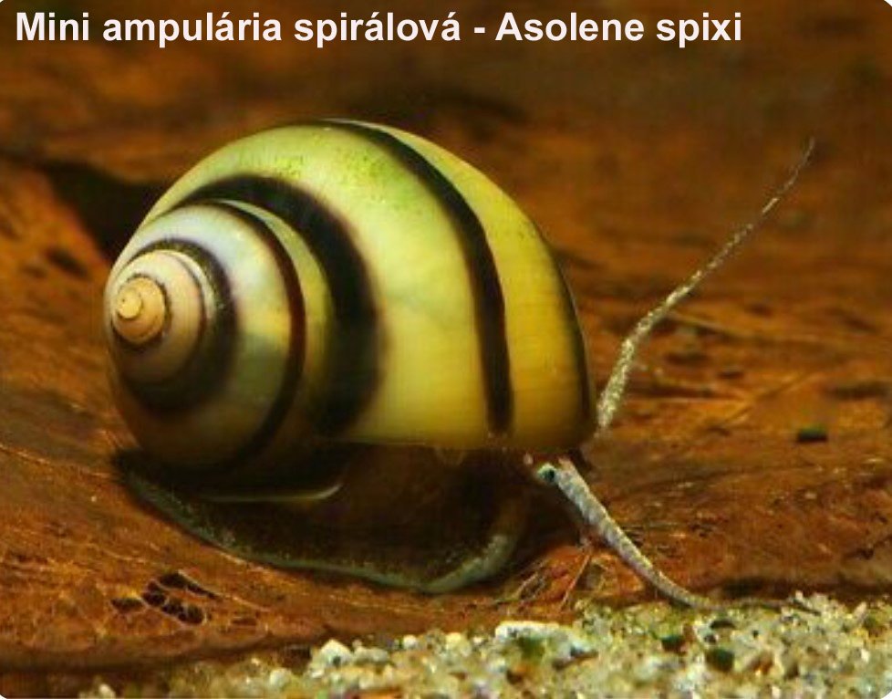 Mini ampulária spirálová