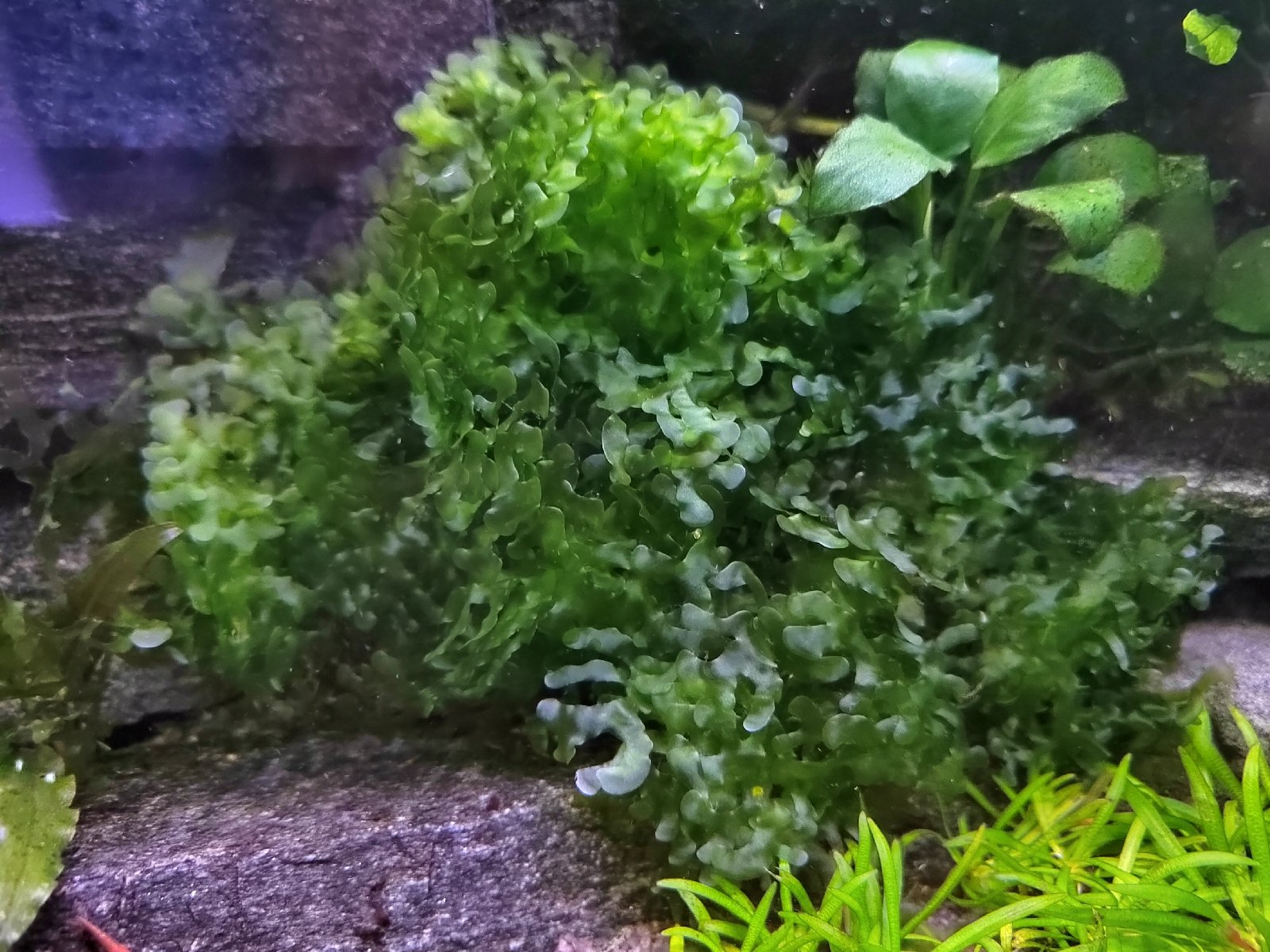 Monosolenium teneruum (játrovka)