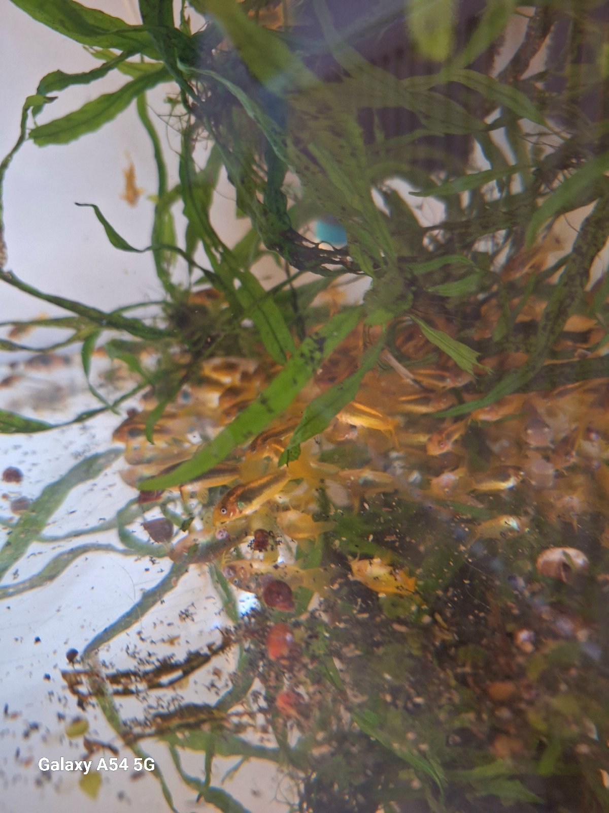 Corydoras Gold Stripe