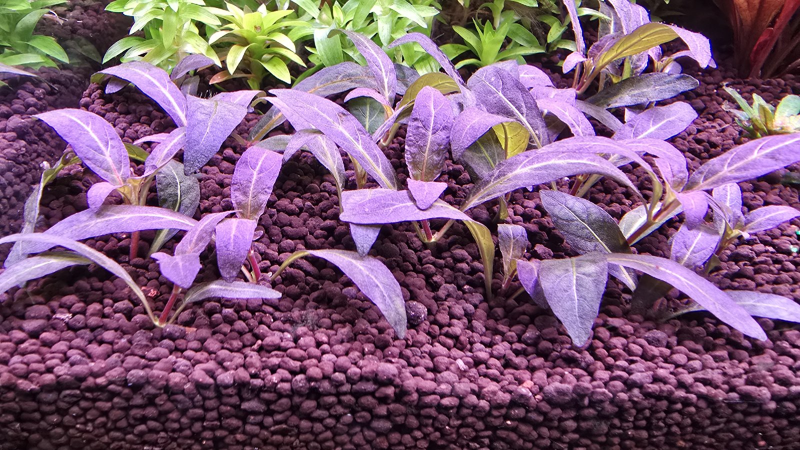 Staurogyne Repens Purple